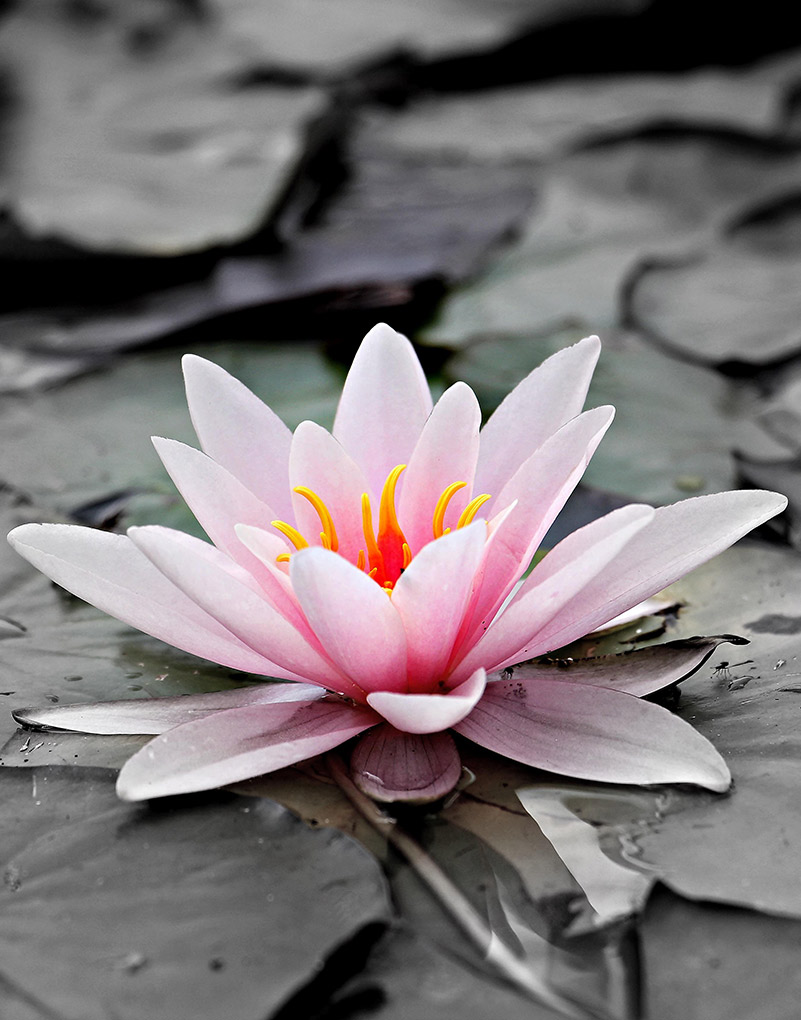 2Breathe Holistic Healing